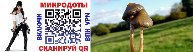 наркота  mega   Галлюциногенные грибы Psilocybe  Вятские Поляны 